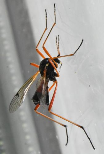 Tanyptera atrata